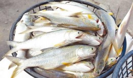 鱼仔最新爆料新闻,娱乐圈最新劲爆新闻揭秘