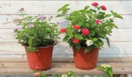 沧州吃瓜爆料视频最新,揭秘当地热点事件背后的真相