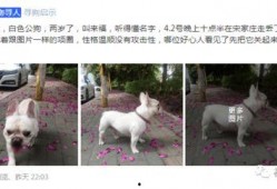 大狗最新爆料图片大全,图片大全揭秘幕后真相