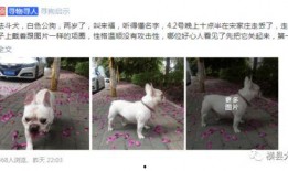 大狗最新爆料图片大全,图片大全揭秘幕后真相